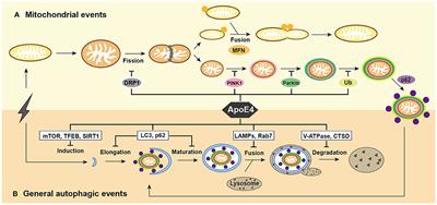 A Review of ApoE4 Interference Targeting Mitophagy Molecular Pathways for Alzheimer's Disease